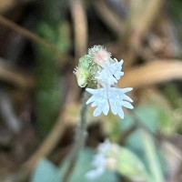 Cheirostylis flabellata (A.Rich.) Wight